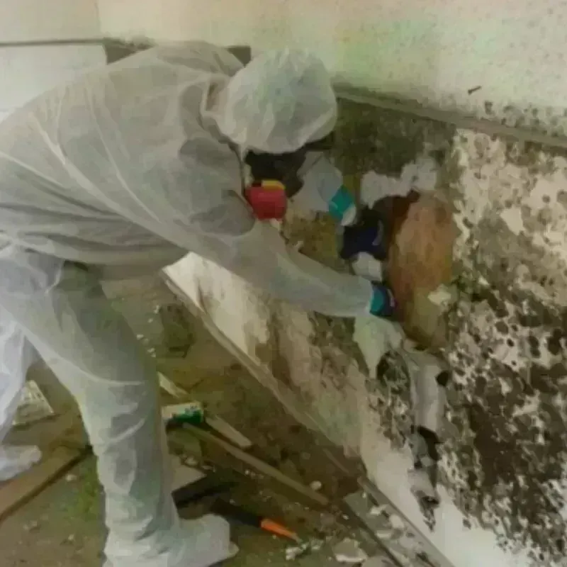 Mold Remediation and Removal in Brazos County, TX